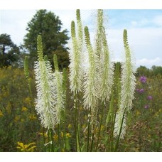 Kraujalakė kanadinė (Sanguisorba canadensis) 