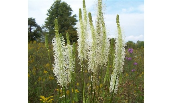 Kraujalakė kanadinė (Sanguisorba canadensis) 