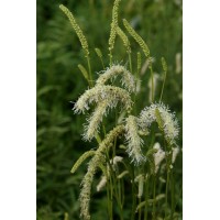 Kraujalakė (Sanguisorba) Figaro