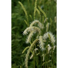 Kraujalakė (Sanguisorba) Figaro