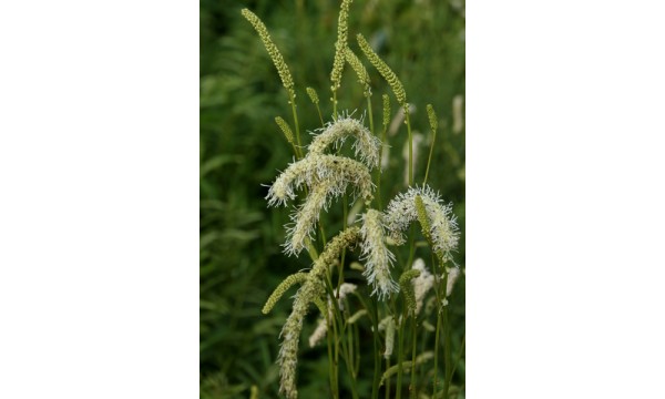 Kraujalakė (Sanguisorba) Figaro
