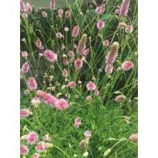 Kraujalakė (Sanguisorba) Pink tanna