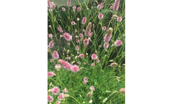 Kraujalakė (Sanguisorba) Pink tanna