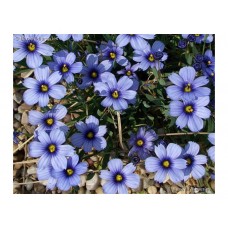 Vikšruolė (Sisyrinchium) Devon skies