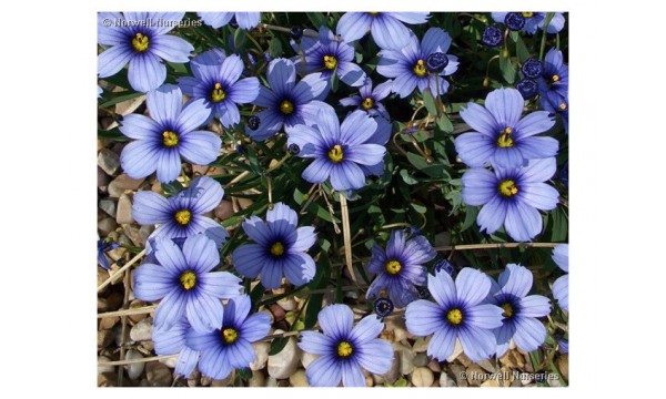 Vikšruolė (Sisyrinchium) Devon skies