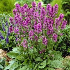 Notra (Stachys monieri) Hummelo