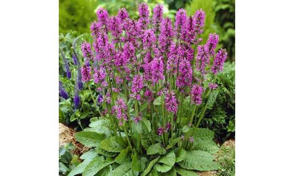 Notra (Stachys monieri) Hummelo