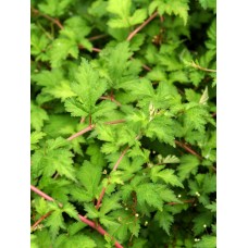 Stefanandra karpytalapė (Stephanandra incisa) Crispa Stefanandra karpytalapė (Stephanandra incisa) Crispa