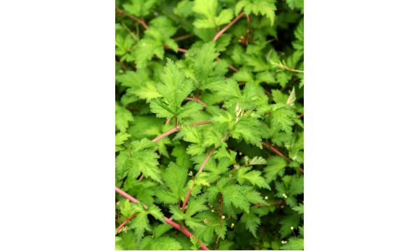 Stefanandra karpytalapė (Stephanandra incisa) Crispa