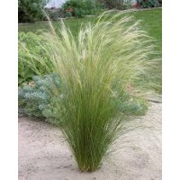 Ašuotė plaukuotoji (Stipa capillata)