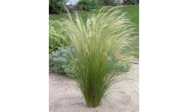 Ašuotė plaukuotoji (Stipa capillata)