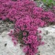 Čiobrelis (Thymus praecox) Purple beauty