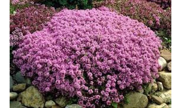 Čiobrelis (Thymus praecox) Purple beauty