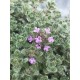 Čiobrelis vilnotasis (Thymus pseudolanginosus) Woody