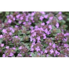 Čiobrelis vilnotasis (Thymus pseudolanginosus) Woody