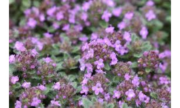 Čiobrelis vilnotasis (Thymus pseudolanginosus) Woody