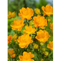Burbulis (Trollius chinensis) Golden queen