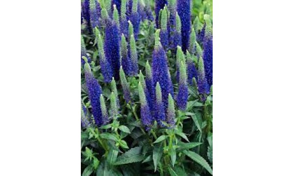 Veronika (Veronica) Ulster Dwarf Blue