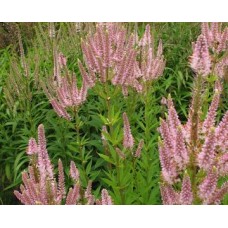 Veronikūnas (Veronicastrum) Challenger Veronikūnas (Veronicastrum) Challenger