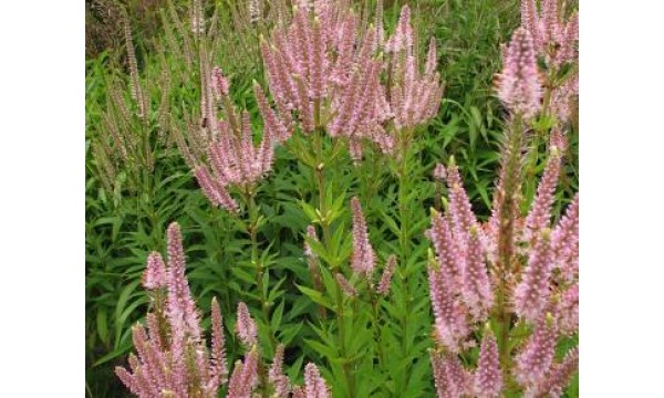 Veronikūnas (Veronicastrum) Challenger