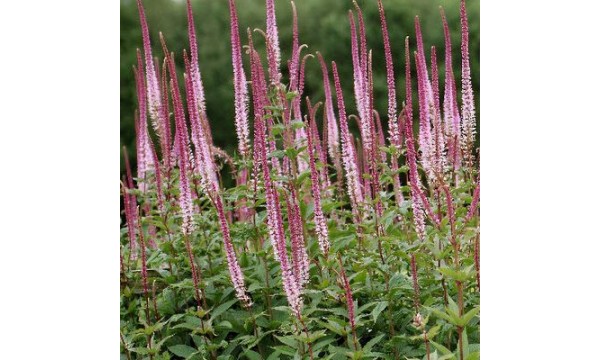 Veronikūnas (Veronicastrum) Red arroows
